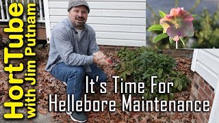 Its Time For Hellebore Maintenance  WinterSpring Flowering Perennials [upl. by Luann900]