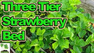 How To Build A Three Tier Strawberry Bed [upl. by Chico947]