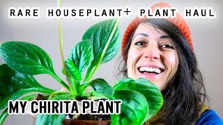 Rare Chirita Houseplant  Plant Haul [upl. by Ahsiyn744]