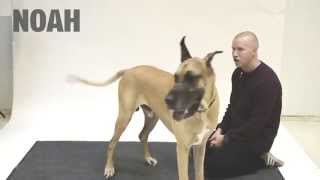 How Dogs react to Human Barking [upl. by Harlie]