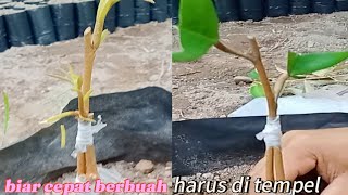 trending top graff cepat berbuah fruit grafting trend fypシ゚viral tempel [upl. by Nicolella]