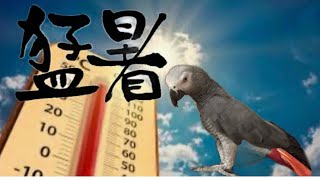 【猛暑】暑い夏に飛び出すパトちゃんの一言！ africangrayparrot tikyuuonndannka [upl. by Aistek717]