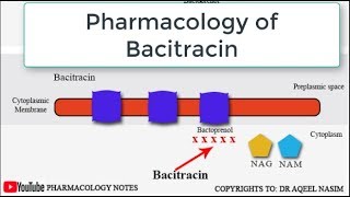 Bacitracin Pharmacology and Mechanism of Action bacitracin pharmacology antibiotics [upl. by Lednahs]