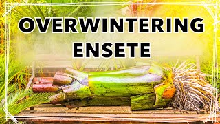 How I Overwinter Ensete ventricosum Maurelii’  Red Banana Plant Winter Care Tips [upl. by Llennaj]