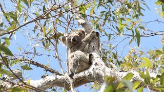 What are the major Australian Biomes [upl. by Larina]