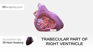 Trabecular part of right ventricle [upl. by Lenoyl979]