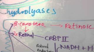 Vitamin A Absorption and Transport Enterocyte to Liver [upl. by Marlie]