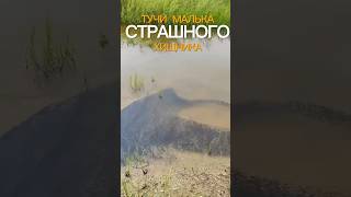 Страшнейший хищник водоемов тучи малька рыбалка природа fishing [upl. by Anirod]