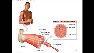 Chapter 10 Muscle Tissue and Contraction [upl. by Charis103]