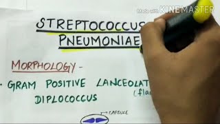 STEREPTOCOCCUS PNEUMONIAE  microbiology handwritten notes [upl. by Asirral562]