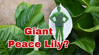 Giant Peace LiliesHow big are they [upl. by Kenlay]