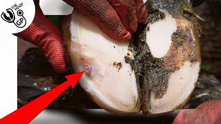 THIS is WHITE LINE DISEASE  in a cows foot [upl. by O'Doneven624]