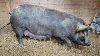 Gilts First Farrowing  Signs amp Behaviors Before Labor  How Did Our 1st Time Momma Do [upl. by Malamut182]