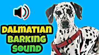 Dalmatian Barking Sound  Dog Videos [upl. by Trenna657]