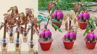 Best Skill Technique Grafting Mango Tree Growing Fast With Aloe Vera and Potatoes [upl. by Nallek]