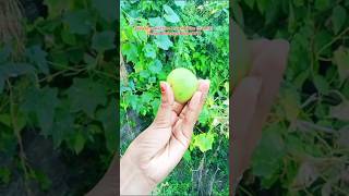 Himanchal Walnut  हिमांचली अखरोटminivlog Deepa Bishaws Blogs 1910ytshorts farming pahadi [upl. by Tjon828]