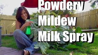 Powdery Mildew Treatment with Milk Spray [upl. by Leina175]