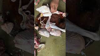 Skill potong daging ayam kampung super keras cuttingskills chicken ayamsegar short [upl. by Reinald]