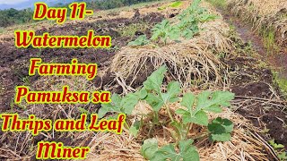 Pamuksa Sa Thrips at Leafminer  DAY 11 Watermelon Farming [upl. by Asalocin73]