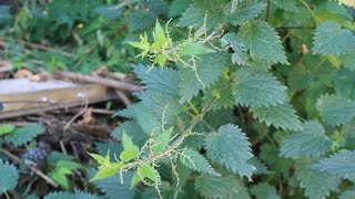 Common Stinging Nettle Identification edited  see description [upl. by Eillac797]