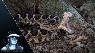 Rattlesnake Strikes In Slow Motion 05 [upl. by Ativel509]