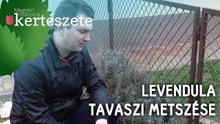 Levendula tavaszi metszése  Megyeri Szabolcs Kertészet Budapest [upl. by Ettereve172]