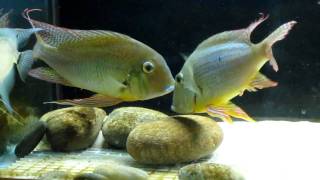 Geophagus altifrons quotManuasquot spawning [upl. by Cavanagh]