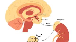 Basic introduction of hypothalamus pituitary axis USMLE Made Easy [upl. by Idas269]