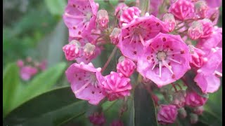 58 fleurs sauvages du début juin au Québec [upl. by Marlin]