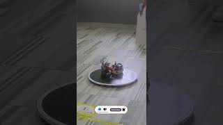 Robotex Egypt Sumo competition 2024 1KG Lego houseofrobots lego legorobotics sumo sumolego [upl. by Keldon]