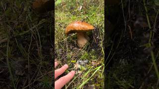 Pilzesammeln für Stadtkinder 🍄😳 pilzesammeln landkind landwirtschaft pfifferlinge wald natur [upl. by Nael]