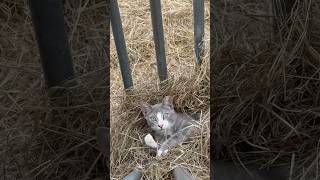 Who’s hiding in the hay rack🐱 farmstead barncat farmlife [upl. by Pietro736]