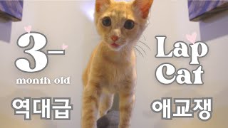 Legendary Clumsy Cute Cat Meet Samson [upl. by Tung]