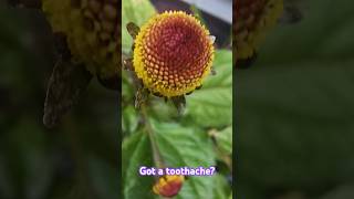 We Grew the Toothache Plant Natures Natural Pain Reliever [upl. by Radburn]