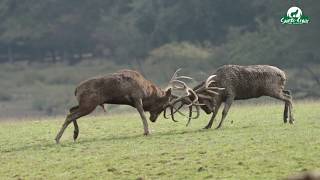 combat de cerfs au brame  parc sainte croix septembre 2016 [upl. by Meisel]