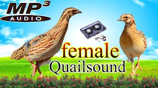 Coturnix quail soundsfemale quail soundsBatair hunting TV [upl. by Ulrick821]