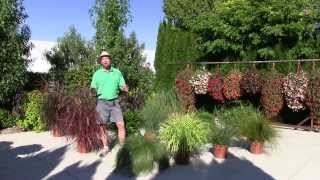 Ornamental Annual Grasses  Part 1 [upl. by Corina435]