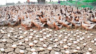 Process of Raising Millions of Ducks from Birth to Egg Laying  Poultry Farm [upl. by Yevre]