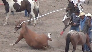 Cruel Wild Horse Race at CFD 2014 [upl. by Grannia]