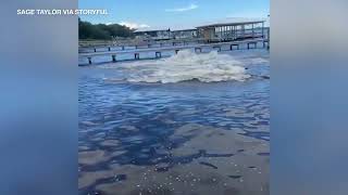 Herd of manatees spooked by golden retriever trying to get closer look  ABC7 Chicago [upl. by Aisile634]