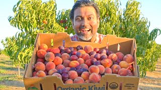 7 Tips to Grow Lots of Peaches Nectarines Apricots and Plums [upl. by Karol647]