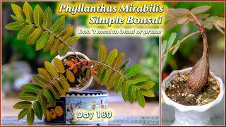 How to grow Phyllanthus Mirabilis caudex plant a simple bonsai that dont need to bend or prune [upl. by Miah]