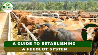 HOW TO EARN MILLIONS IN FEEDLOT SYSTEM Beef Farming Guide [upl. by Seniag]