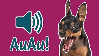 🐕 Pinscher Latindo Alto e Bravo 🐕 Som do Latido de Cachorro Pincher [upl. by Anilec]