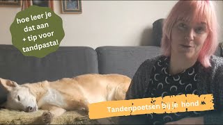 Tandenpoetsen bij je hond hoe en waarom doe je dat [upl. by Onaicram]