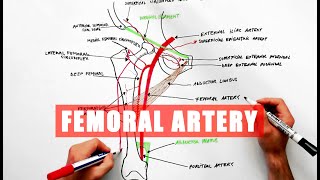 Femoral Artery and its branches  Anatomy tutorial [upl. by Anaira]