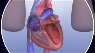 Fetal Circulation [upl. by Shanon]