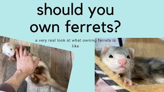 What its like to own a ferret [upl. by Eenwahs521]