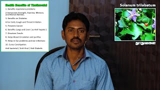 amazing benefits of Thuthuvalai  solanum trilobatum [upl. by Nnairek804]