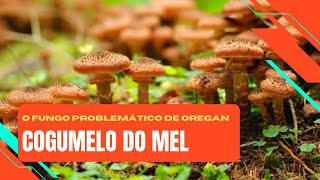 O Maior Fungo do Mundo  ARMILLARIA OSTOYAE [upl. by Tommie719]